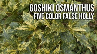 Goshiki Osmanthus in 2 Min  Five Color False Holly [upl. by Roda]