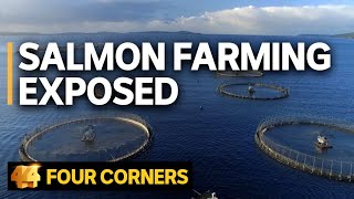 Salmon farming exposed Does the industry’s ‘green image’ stack up  Four Corners [upl. by Munt]