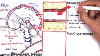 Bacterial Meningitis Pathophysiology [upl. by Jolene473]