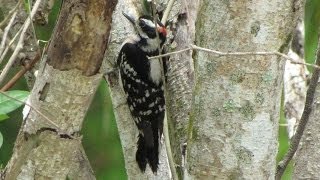 Hairy Woodpecker Call [upl. by Shalna627]