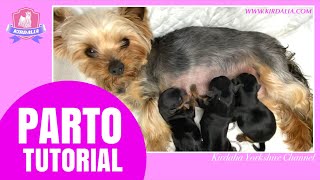 PARTOTUTORIAL hembra primeriza YORKSHIRE TERRIER [upl. by Idnor679]