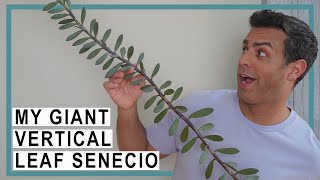 Repotting My Giant Vertical Leaf Senecio Plant Crucial Care Tips and More [upl. by Conall]