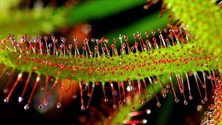 SUNDEW DROSERA CARE CONDITIONS  Carnivorous plants [upl. by Maximilian]