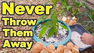 Never Throw Away Eggshells Again  Amazing Gardening Hacks [upl. by Ymmit]