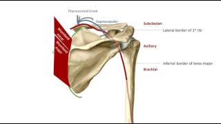 Osteology of the scapula [upl. by Bernadine]