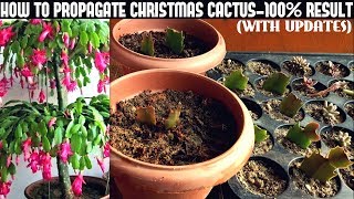 How To Propagate Christmas Cactus100 Success [upl. by Nosraep]