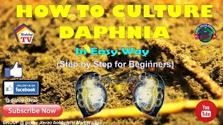 HOW TO CULTURE DAPHNIA In Easy Way [upl. by Rupert]