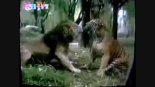 Male Siberian Tiger vs Asiatic Lion [upl. by Thais]