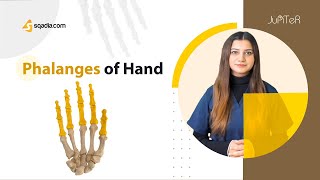 Phalanges of Hand Bone Anatomy of Upper Limb Skeletal System for Medical Students [upl. by Dusa]