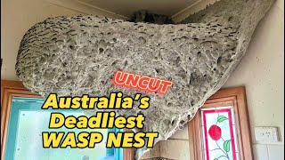 UNCUT Australia’s Deadliest WASP NEST [upl. by Rye897]