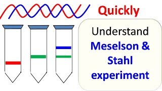 Meselson and Stahl experiment [upl. by Atrebor813]