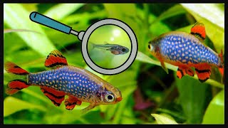 In 5 minutes Celestial Pearl Danio Breeding [upl. by Sihtam]