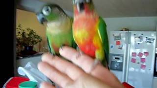 perruche conure Pyrrhura molinae [upl. by Craggy]