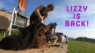 Incredible FEMALE Shearer  SHEEP SHEARING 2020 [upl. by Ruyam567]