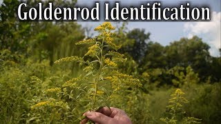 How to Identify Canadian Goldenrod  Wild Plant Identification [upl. by Airamahs]