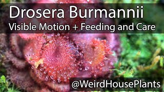 Drosera Burmannii Plant Feeding  Care and motion in real time [upl. by Joeann228]