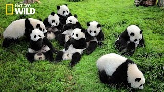 Life of Rare Panda – National Geographic And Wildlife Animal Documentary [upl. by Ailic]