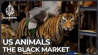 The black market animal business [upl. by Hadleigh119]