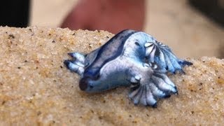 Glaucus atlanticus Blue Dragon  Cool creature found on beach in Gold coast Australia ORIGINAL [upl. by Novyad394]