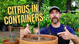 TIPS FOR PLANTING CITRUS TREES IN CONTAINERS [upl. by Yenetruoc108]