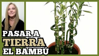 🎋BAMBU ► PASAR a TIERRA el BAMBÚ DE LA SUERTE LUCKY BAMBOOVeronicaCampaniniPlantas [upl. by Salahi160]