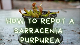 How To Repot A Sarracenia Purpurea Trumpet Pitcher Plant Repotting Soil Mix and Care Instructions [upl. by Nichole]