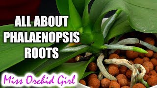 Understanding Phalaenopsis Orchid roots  All you should know [upl. by Maloney]