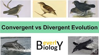 Convergent vs Divergent Evolution [upl. by Rosati259]