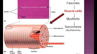 LECTURE Muscle Tissue Study for AampP [upl. by Regni]