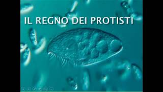 Il regno dei Protisti [upl. by Valera]