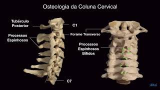 Anatomia da Coluna Cervical [upl. by Anaitat291]