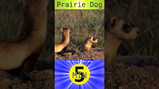 Prairie Dog  Short [upl. by Ahtimat]