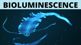 Bioluminescence  Explained [upl. by Niwde]