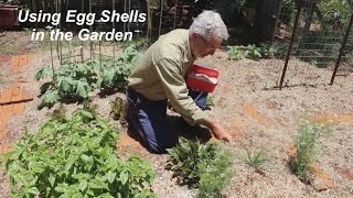 Using Egg Shells in the Vegetable Garden [upl. by Jezrdna]