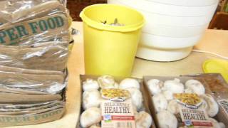 Dehydrate  Dehydrating Mushrooms Quickest Way and Uses [upl. by Lieberman]