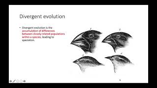 Convergent vs Divergent Evolution [upl. by Ymled331]