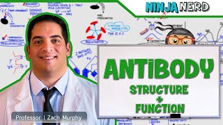 Immunology  Antibody Structure amp Function [upl. by Ardnajela]