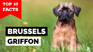 Brussels Griffon  Top 10 Facts [upl. by Coffey]