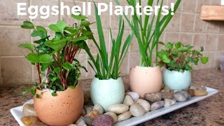 Eggshell Planters Gardening with Kids [upl. by Cirek]