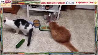 Gatos e Pepinos Para Gargalhadas YouTube [upl. by Panther989]