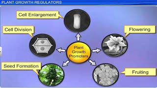 CBSE Class 11 Biology  Plants Growth and Development  Full Chapter  By Shiksha House [upl. by Sabra221]