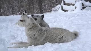 Magical Moment Three Wolves Howling in the Snow [upl. by Inilam]