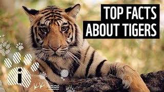 Top 7 Facts About Tigers  Animal Fun Facts  WWF [upl. by Aruol411]