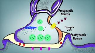 Synaptic Transmission [upl. by Une323]